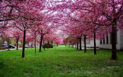 Cómo afecta la primavera a los ancianos