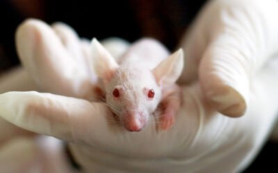 Terapia experimental contra los síntomas del Alzheimer